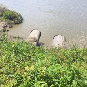 Twin outfall pipes at the channel bank, with heavy summer vegetation ahead of clearing and grubbing